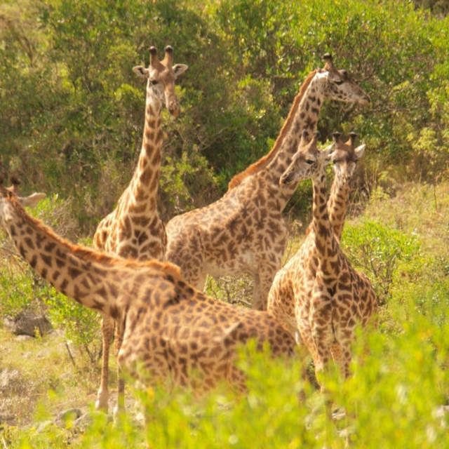 5 days safari