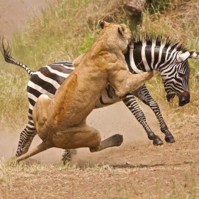 6 days safari