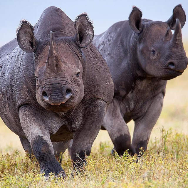 7 Days safari