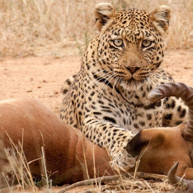 9 Days safari