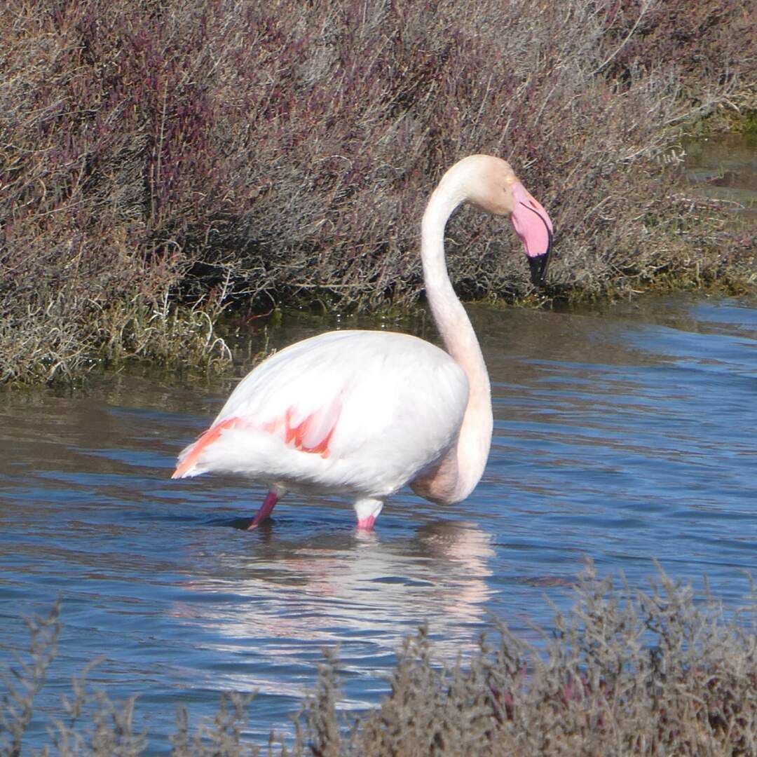 2022/02 Camargue