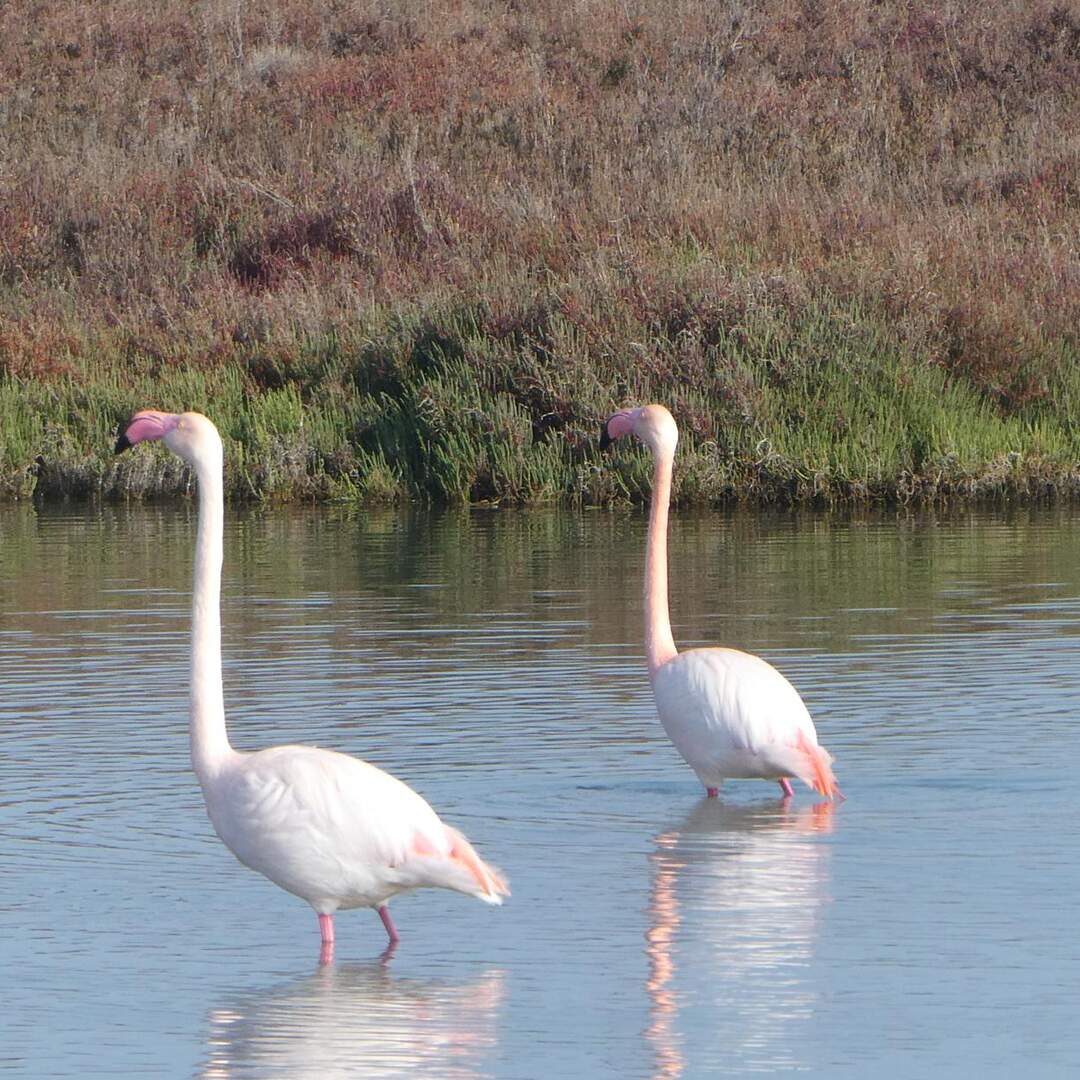 Camargue