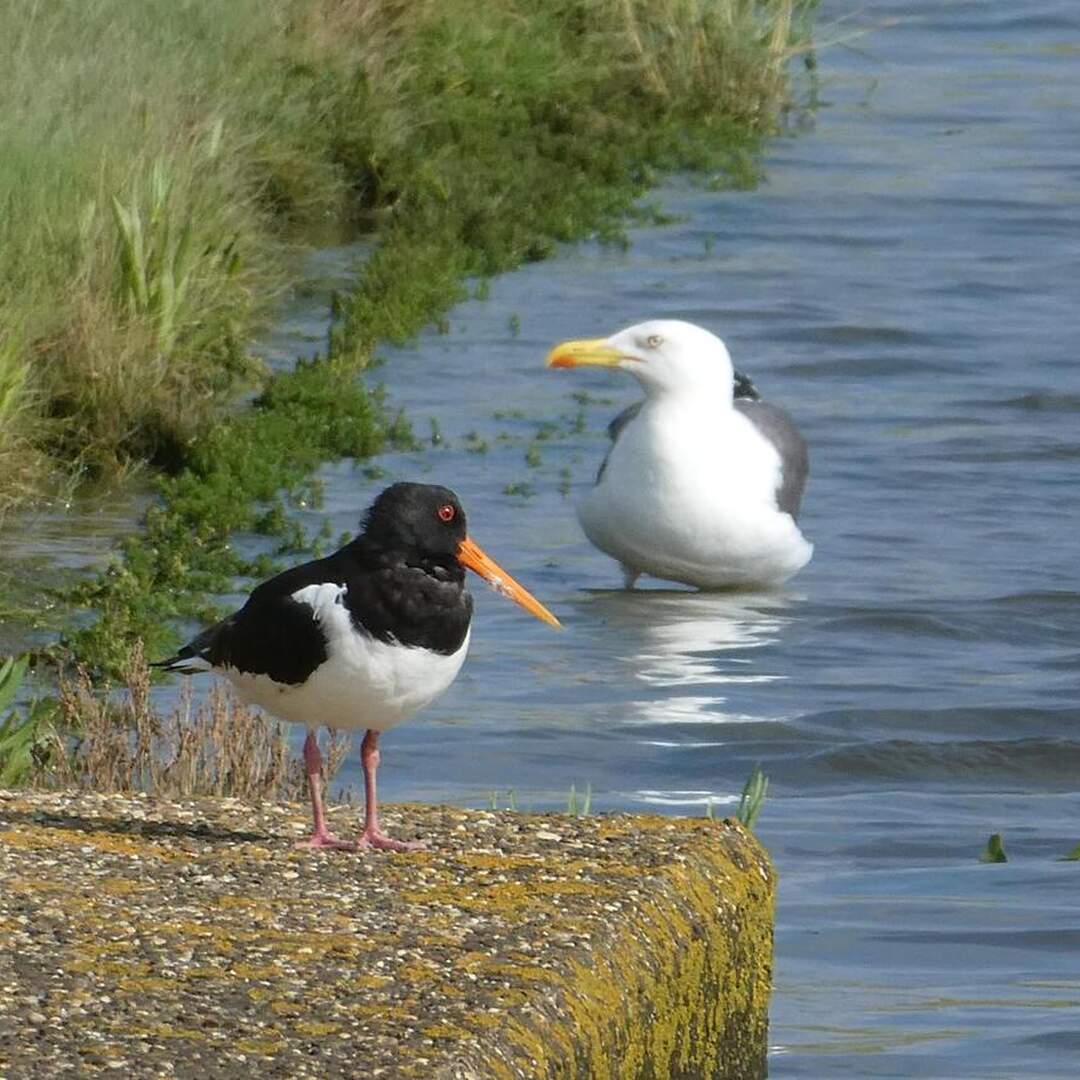 2020 Mer du Nord