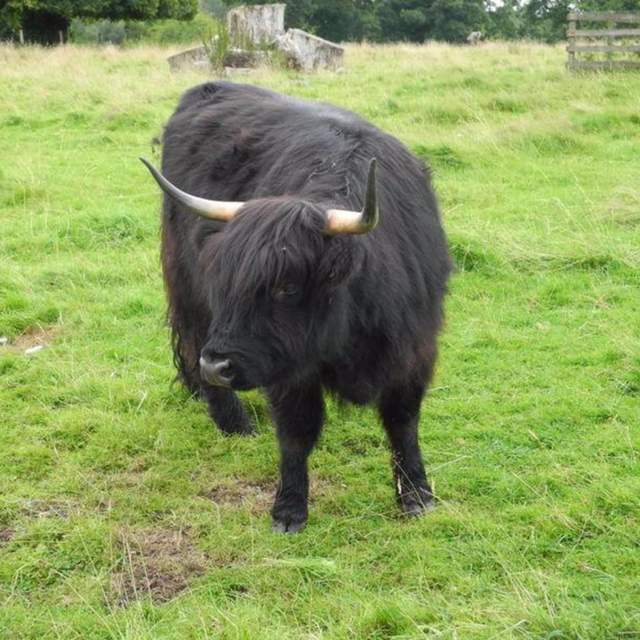Ecosse