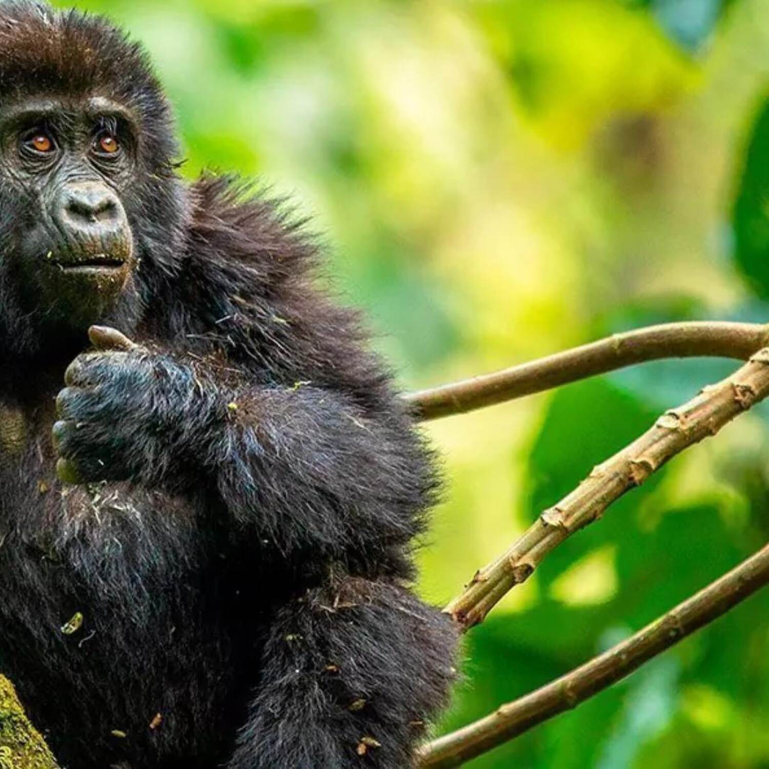 Uganda - die Perle Afrikas