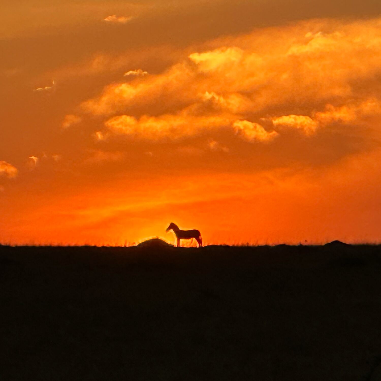 Kenia 2025 North Conservancy