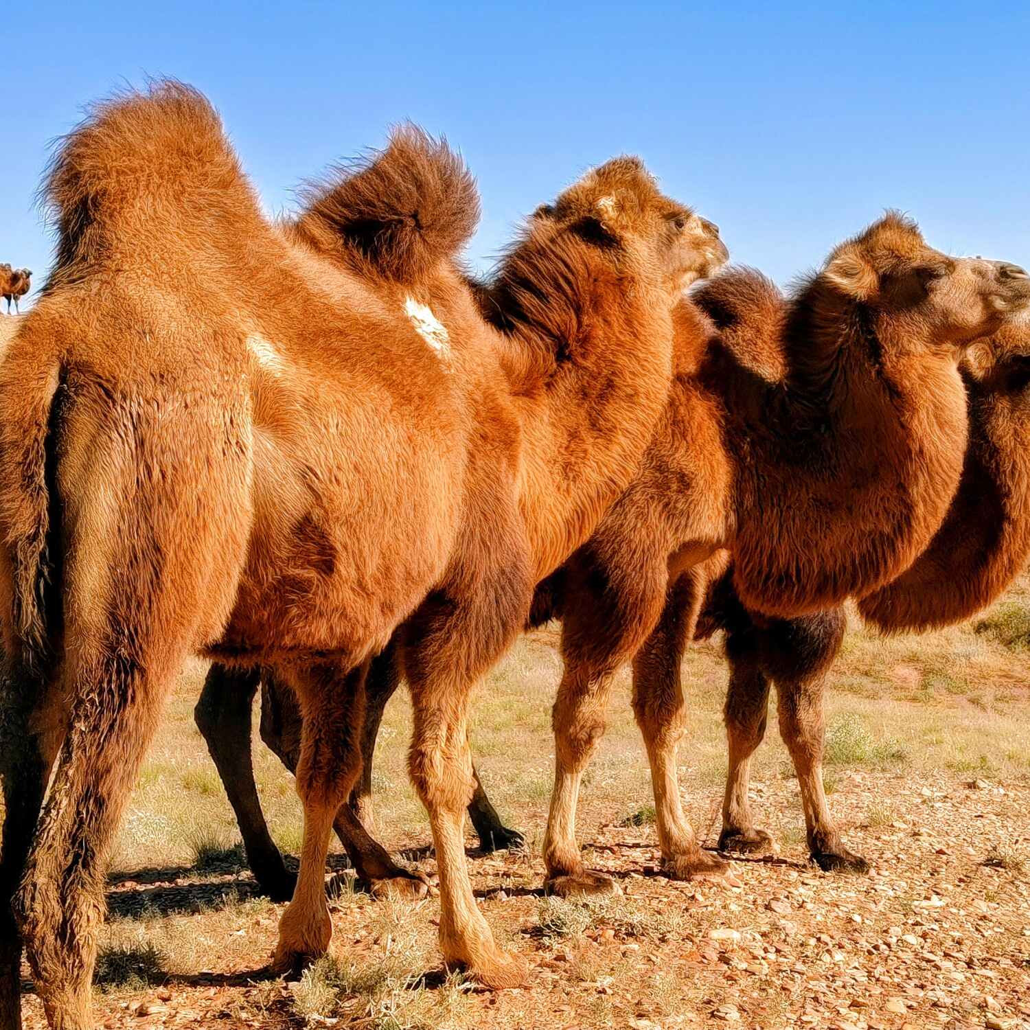Mongolia, Gobi Dessert