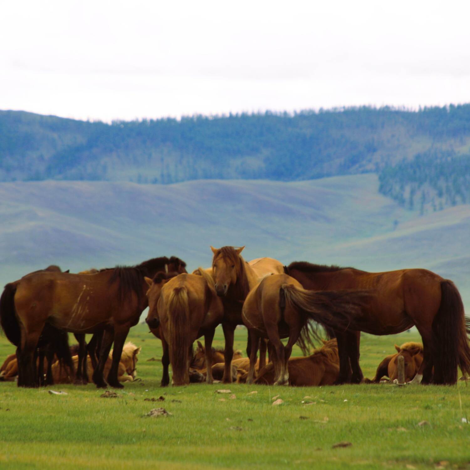 Mongolia, Arkhangai aimag