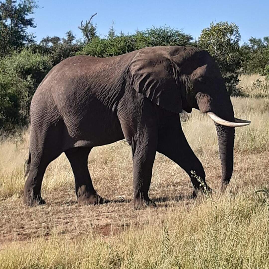Südafrika