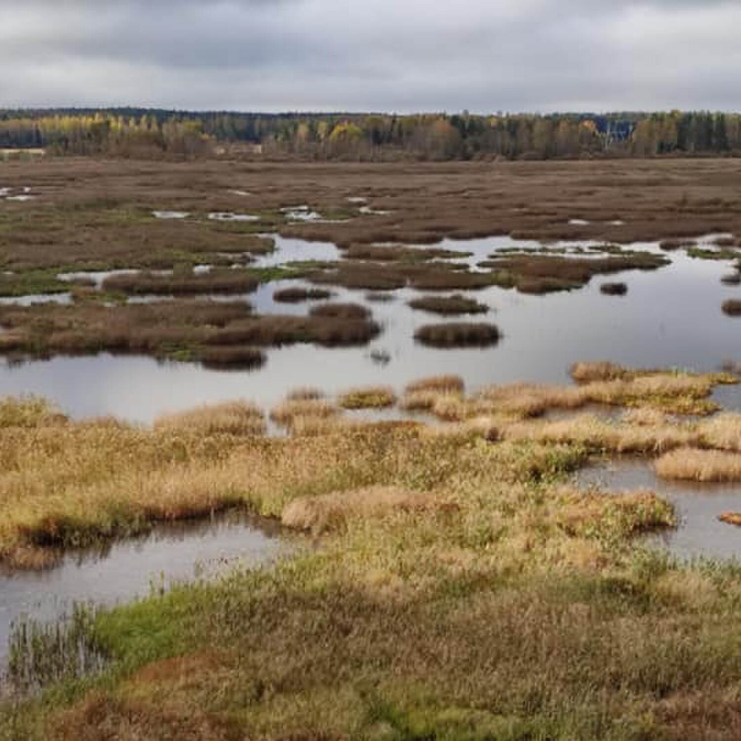 Puurijärvi-Isosuo Nat. Park