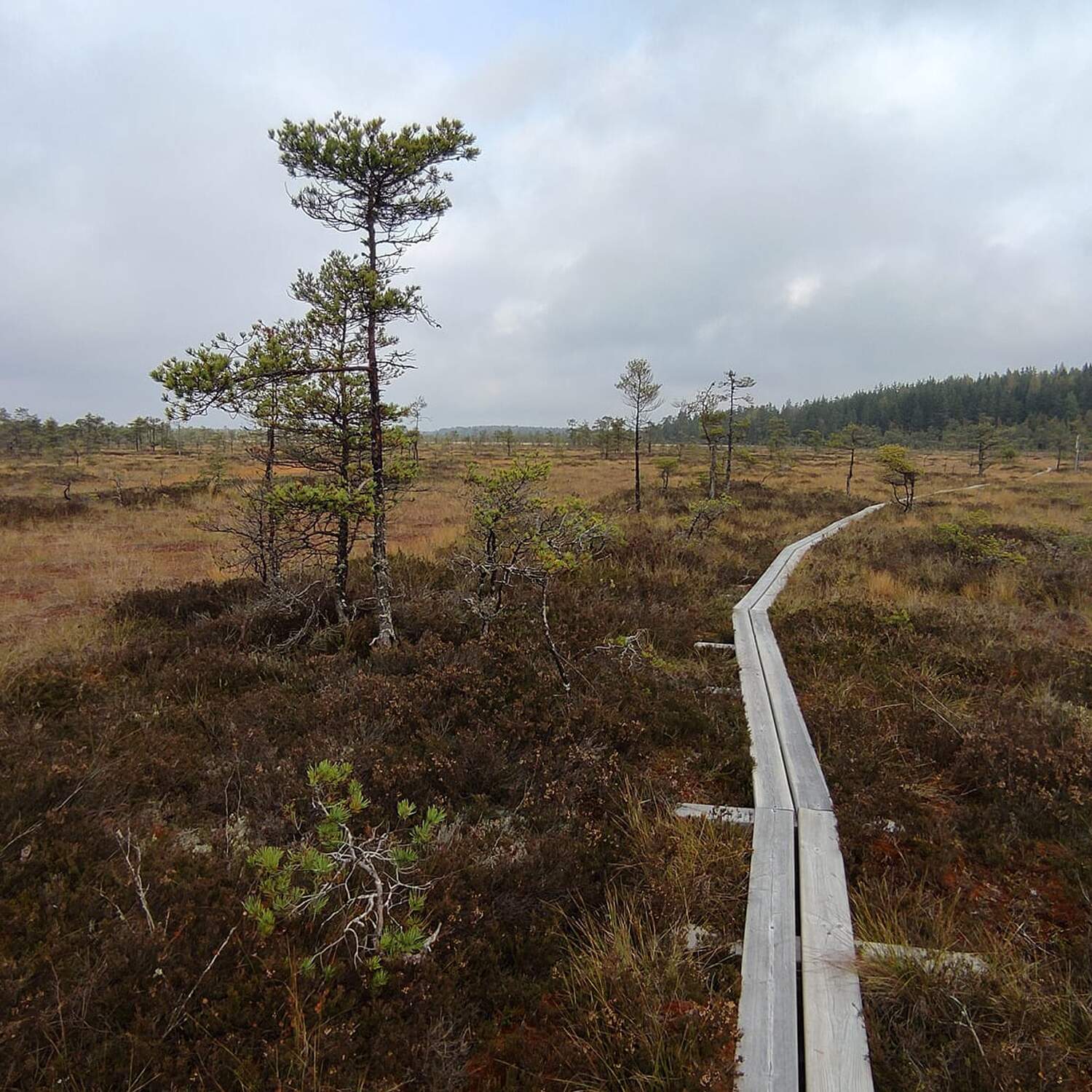 Kurjenrahka National Park