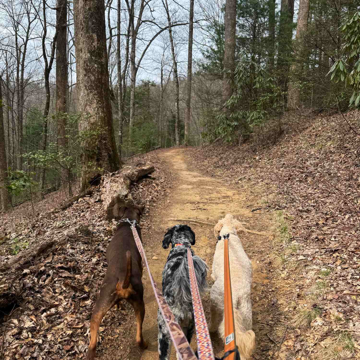 Pisgah SB 2025