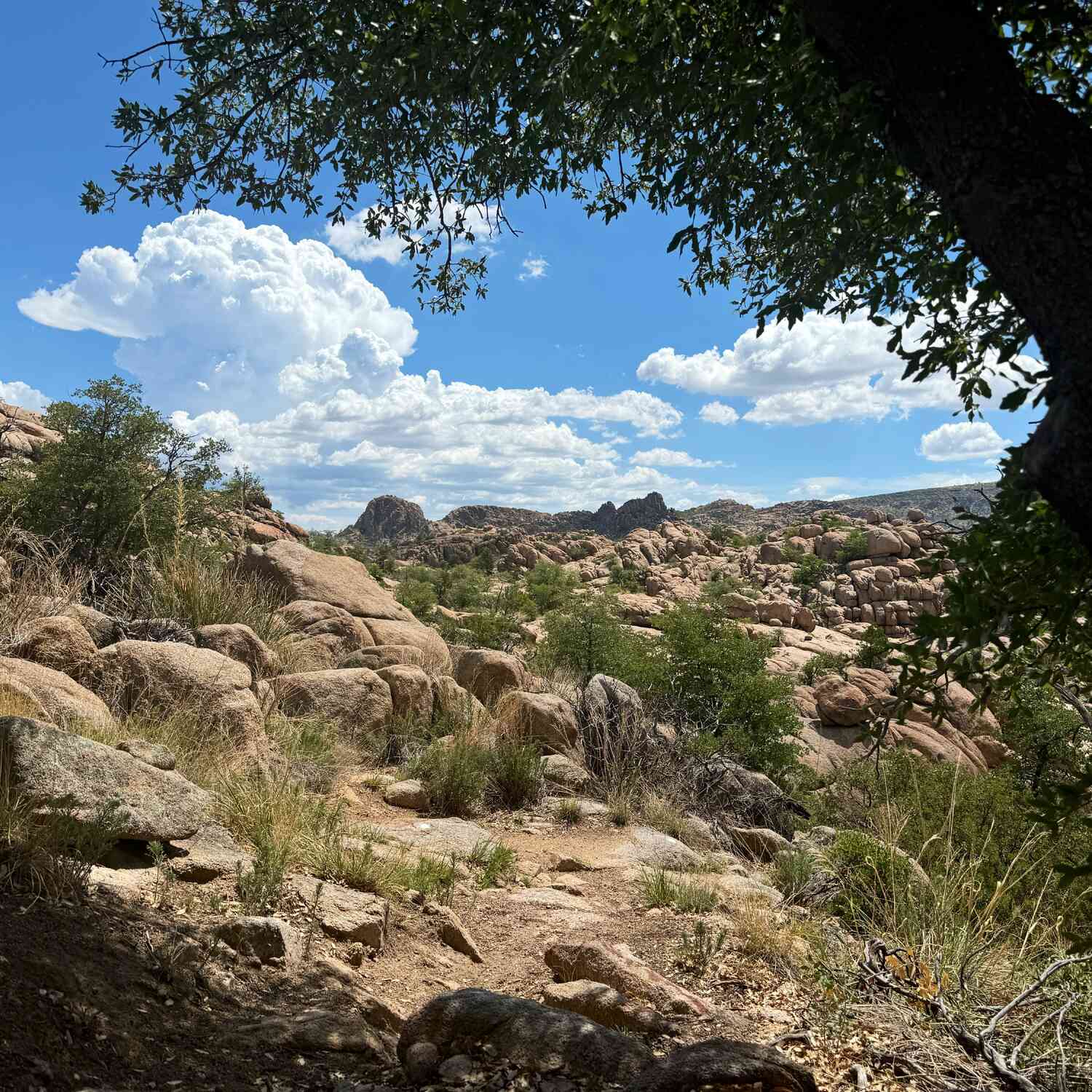 Arizona in June
