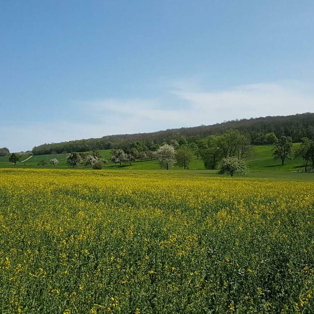 Moselsteig, Tag 1 bis 4