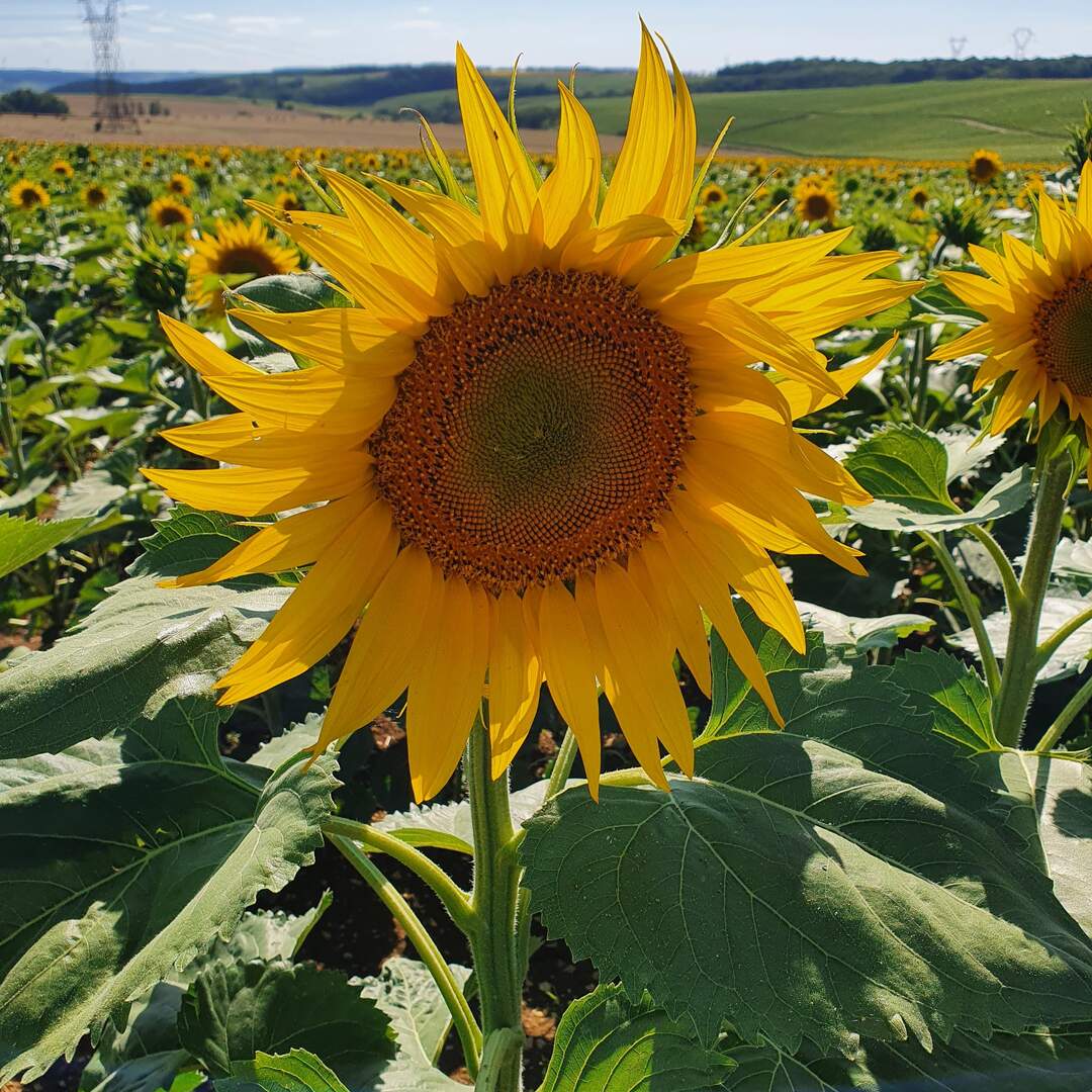 Gigny, zomer 2022