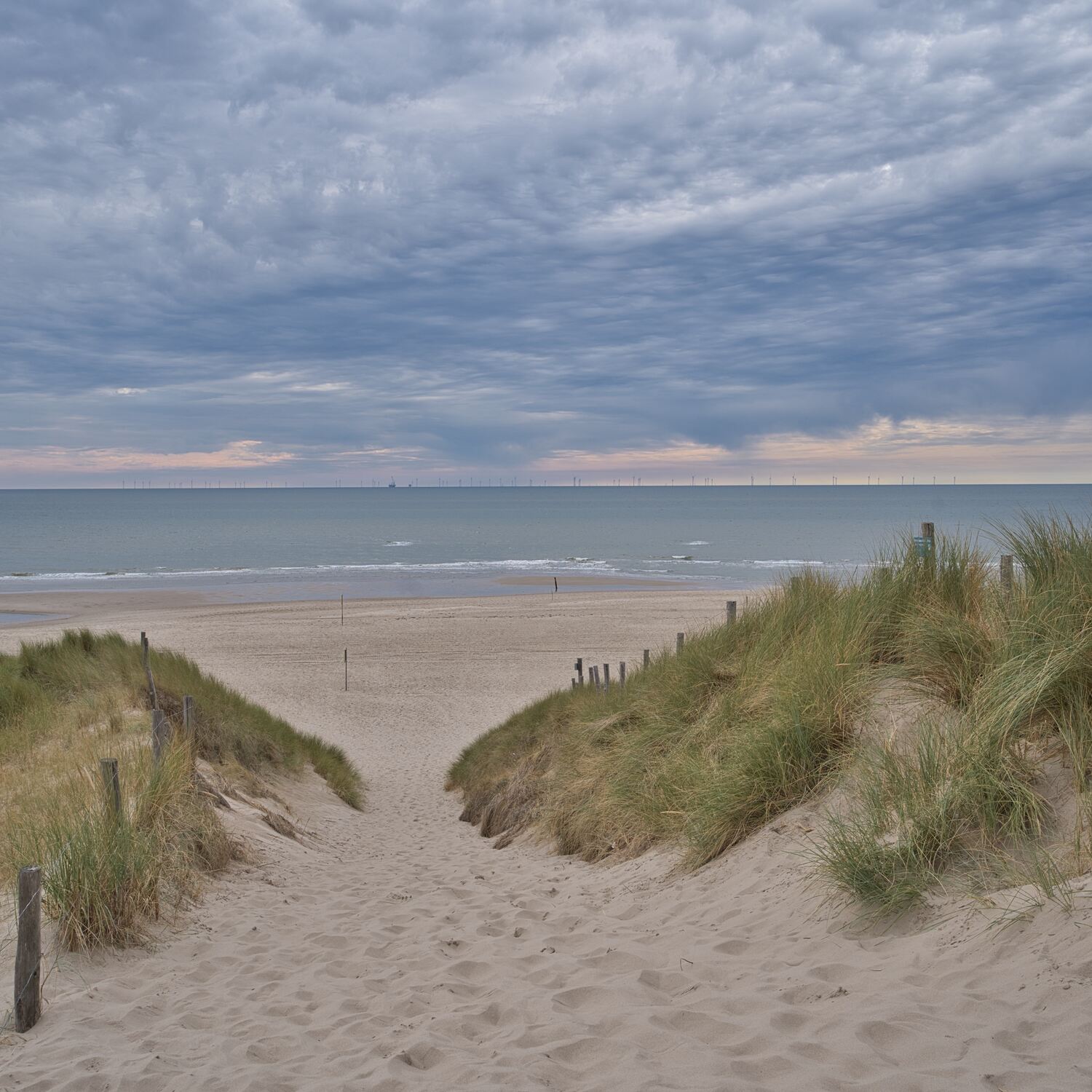 Berger Duinen 2026