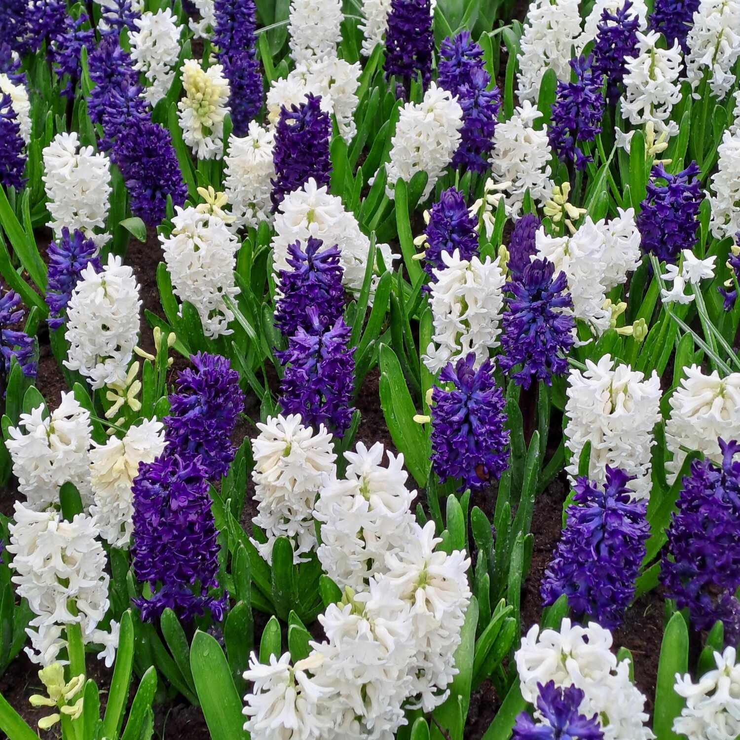 Holland