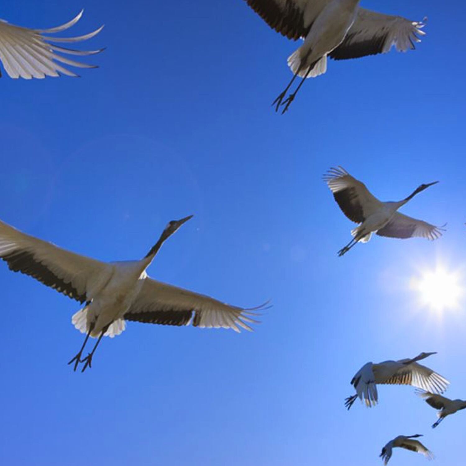 Wie die Zugvögel nach Süden