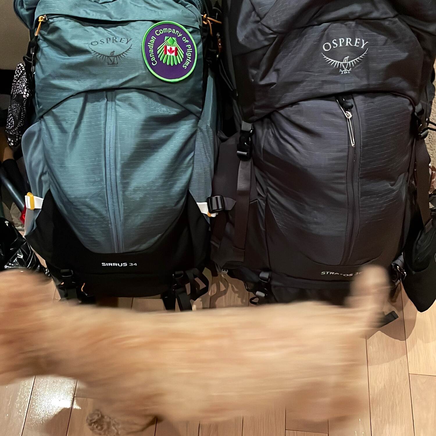Camino de Santiago