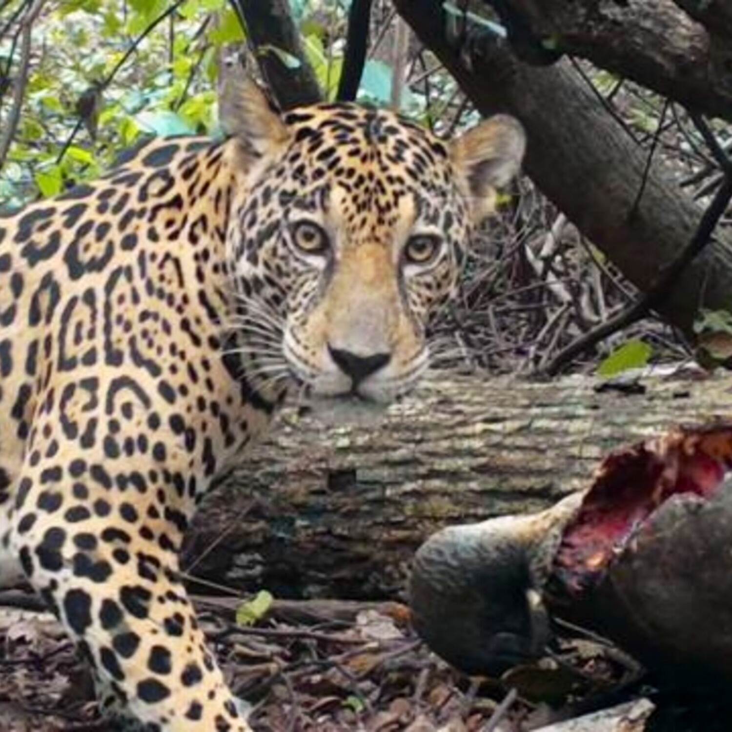 Natur och djur i Costa Rica
