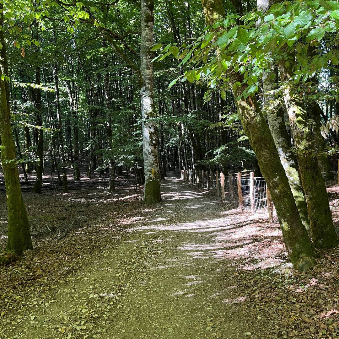 Camino de Santiago
