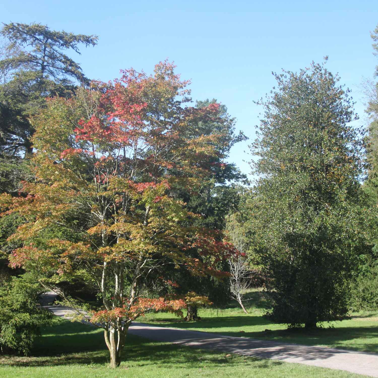 Westonbirt Arboretum