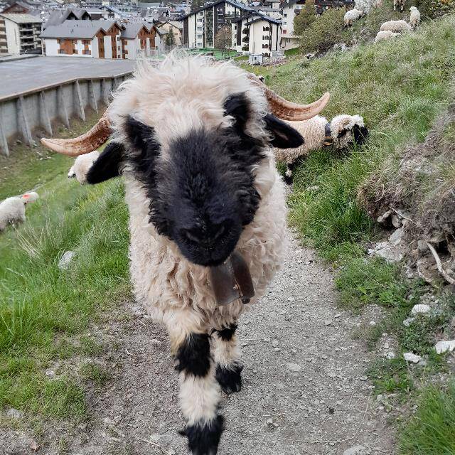 Christian Zimmermann