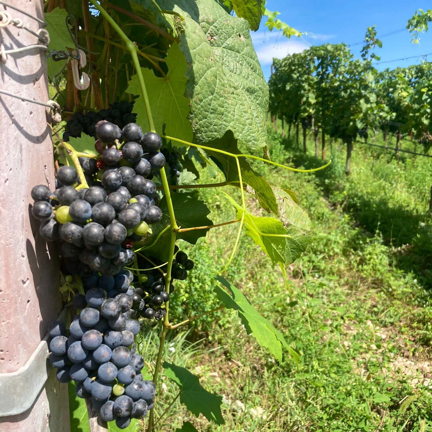 Weinreise 2023