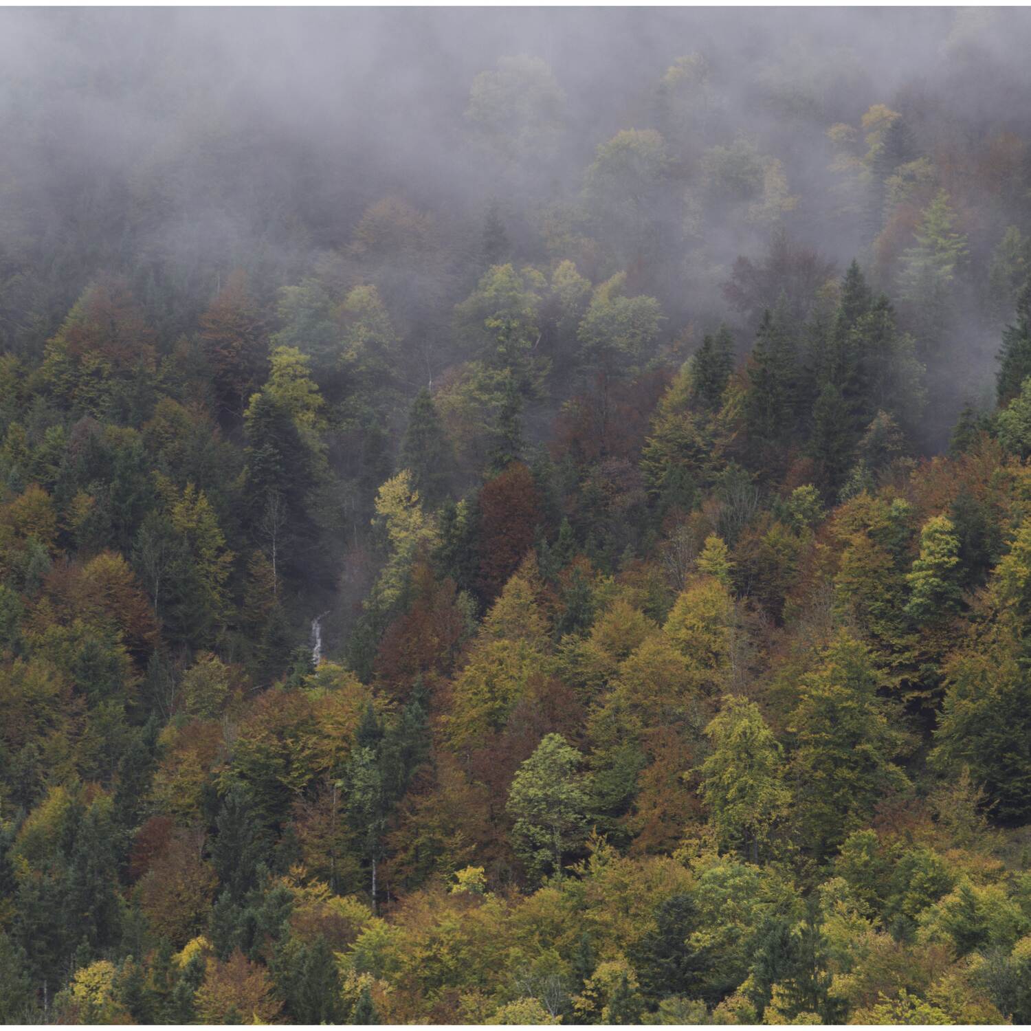 Österreich | Vorderriß 2017