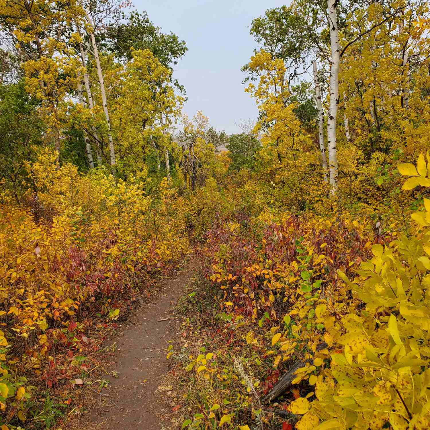 The Road to Castle Butte