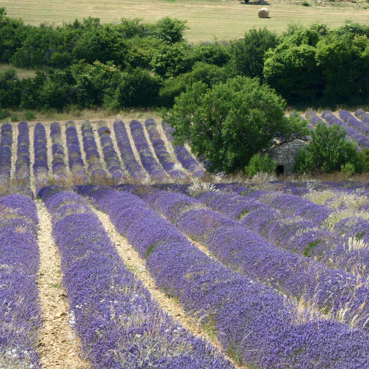 Provence