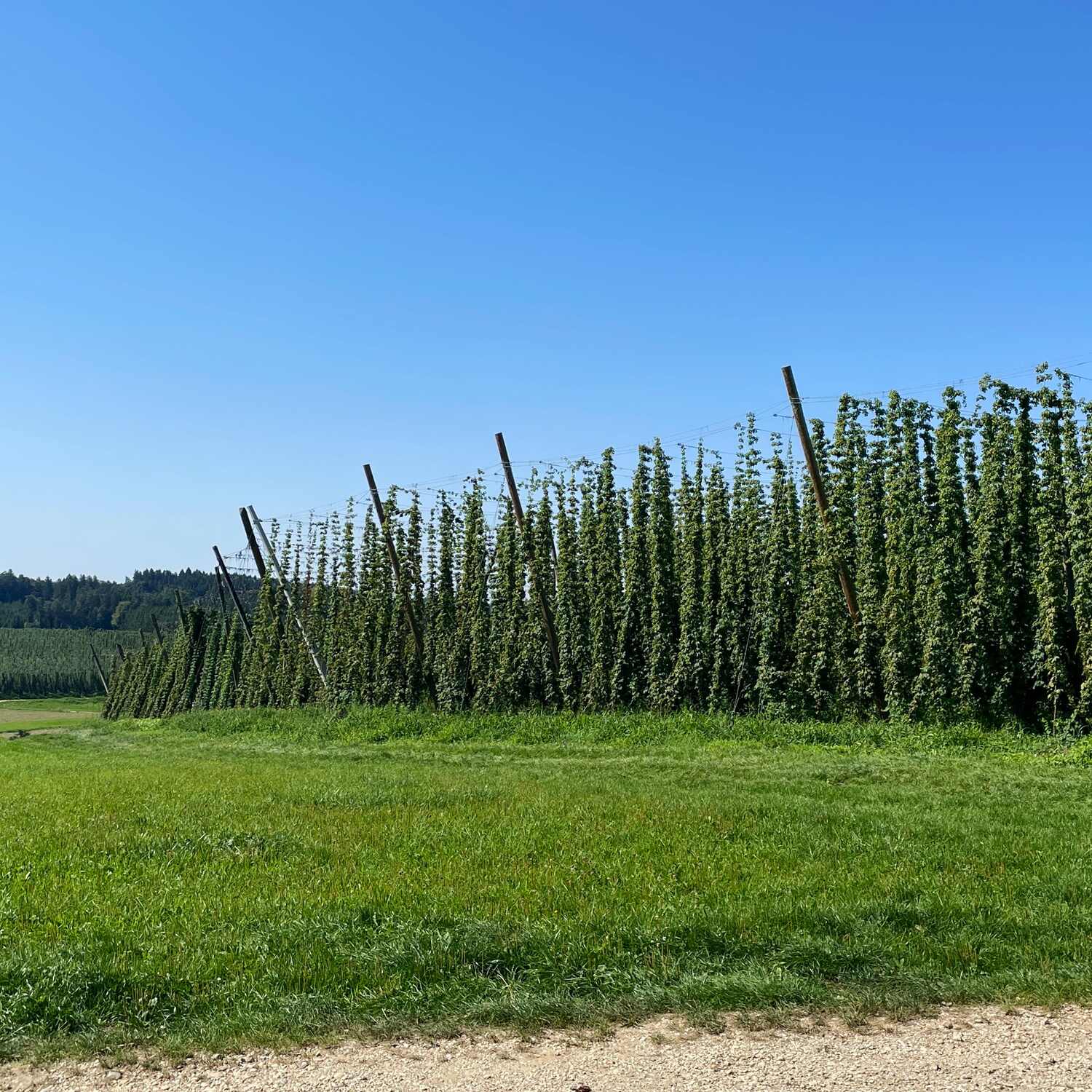 Hallertau
