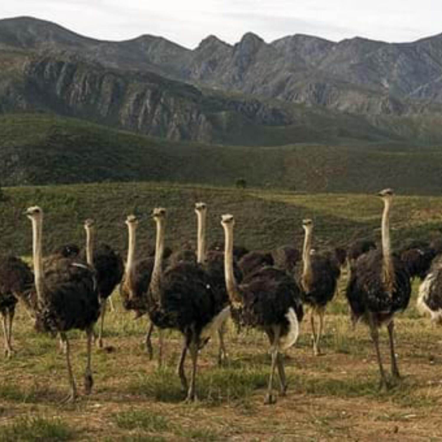 Oudtshoorn Dec 2024