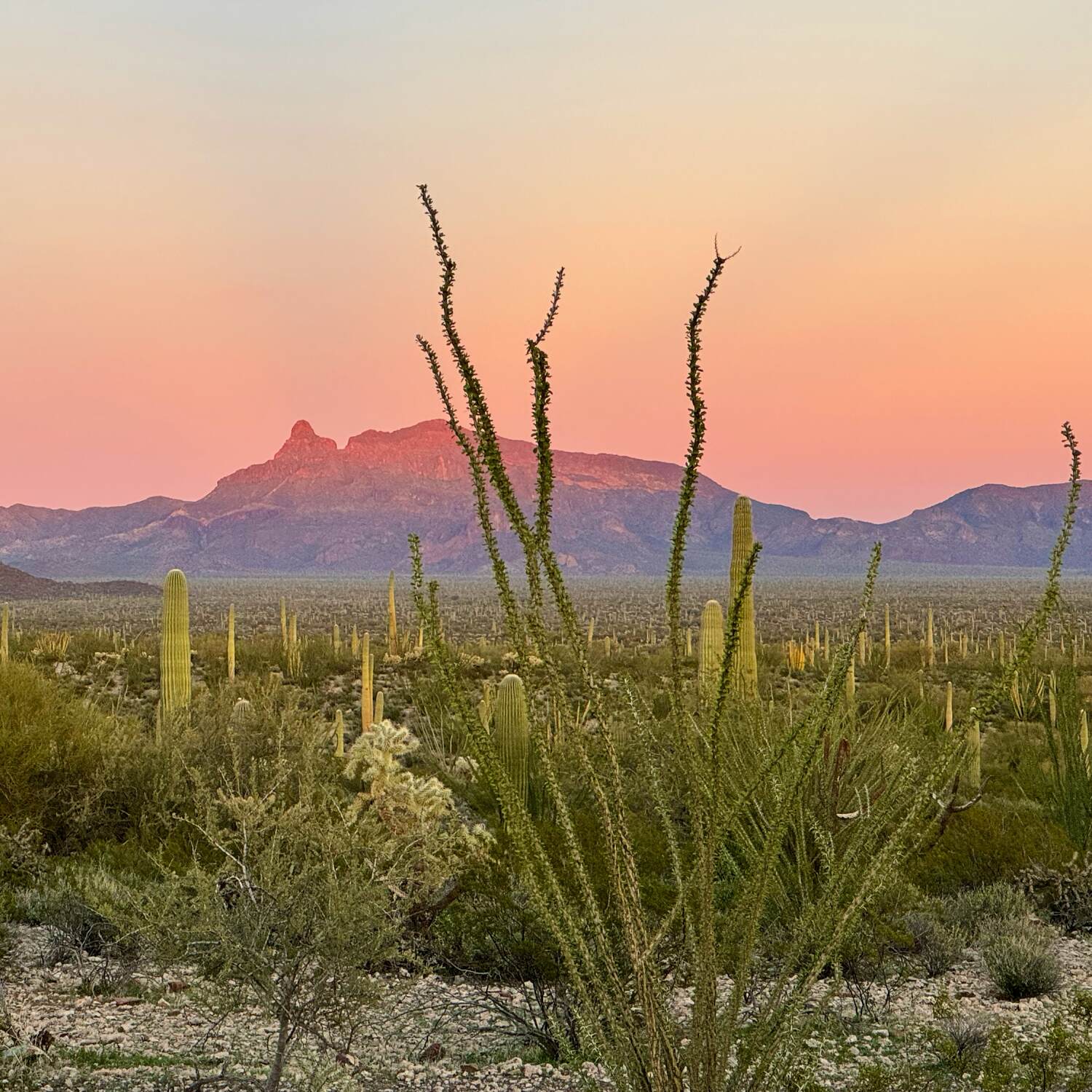 2024 Cacti and Canyons