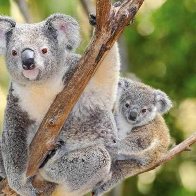 Australien och Nya Zeeland