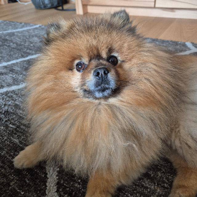 Amore Mio