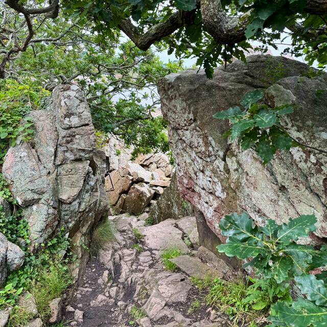 Angelika Buchwardt-Jaeger