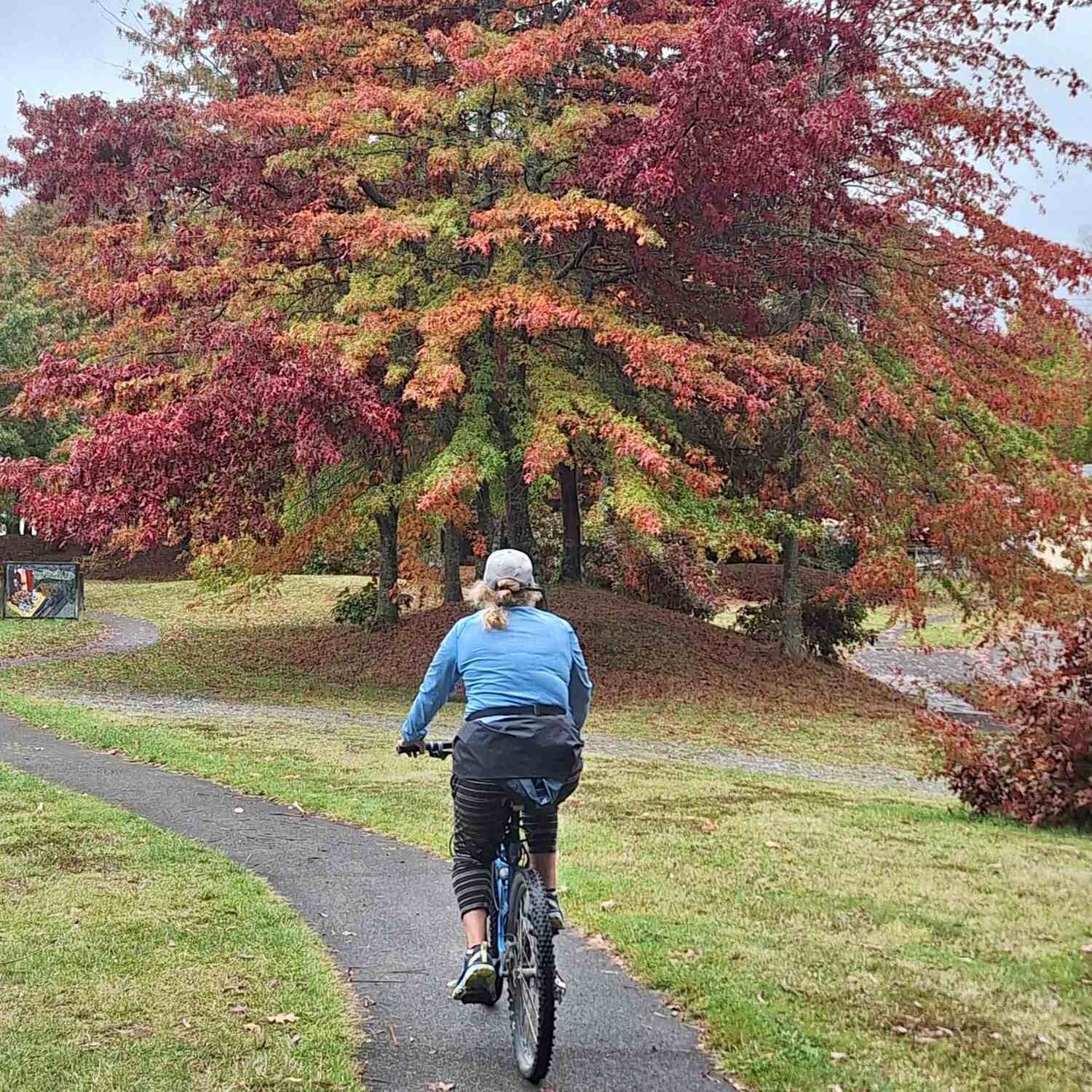 North Island Autumn 🍂