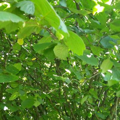 Hampstead heat foraging