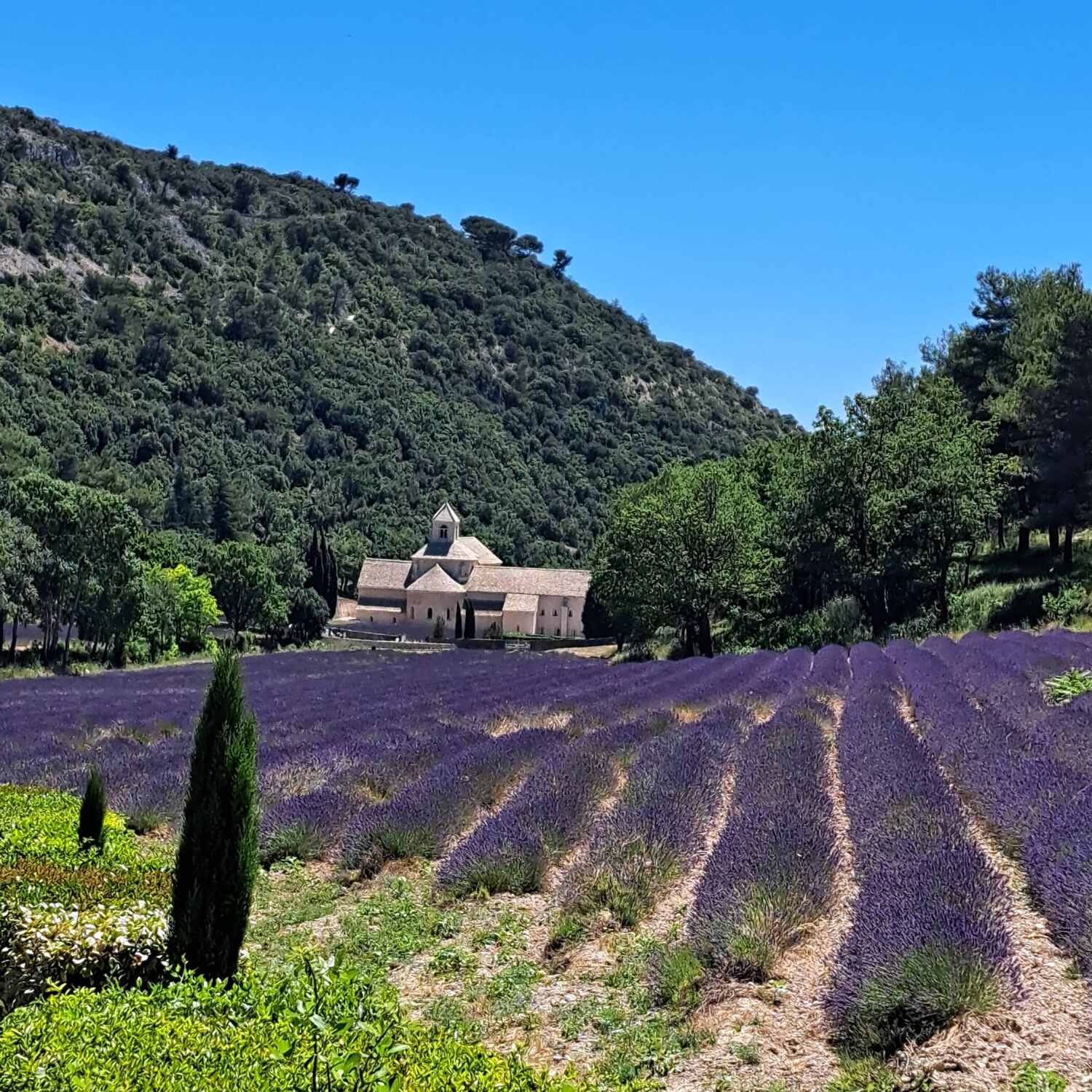 Lavendelblüte in der Provence