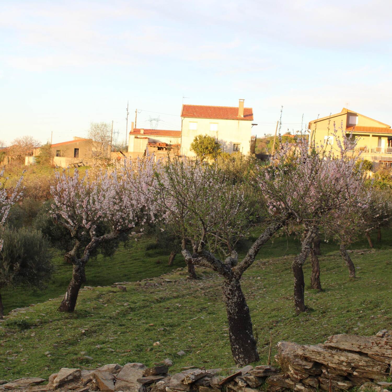 Conhecer as amendoeiras.