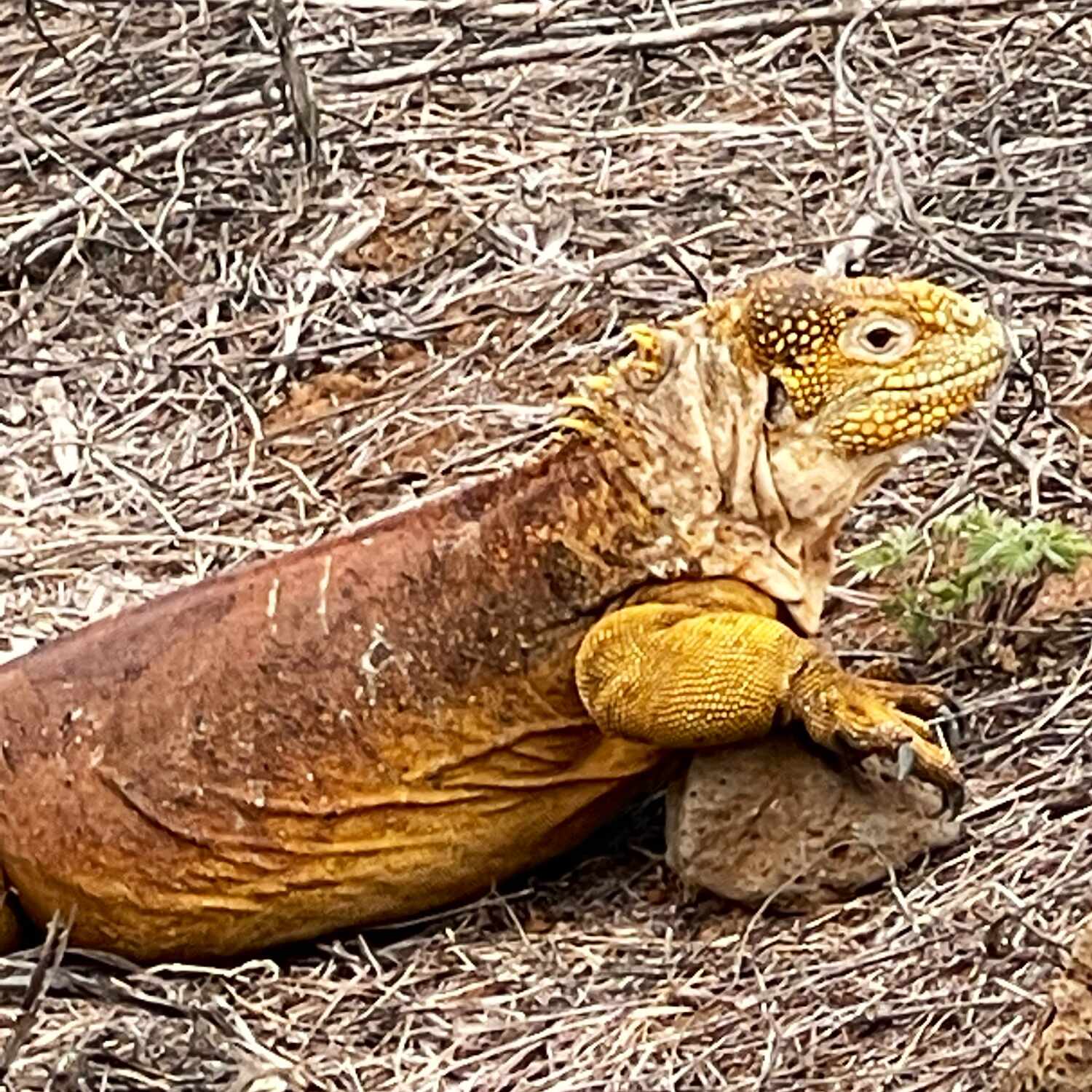 Galápagos Islands