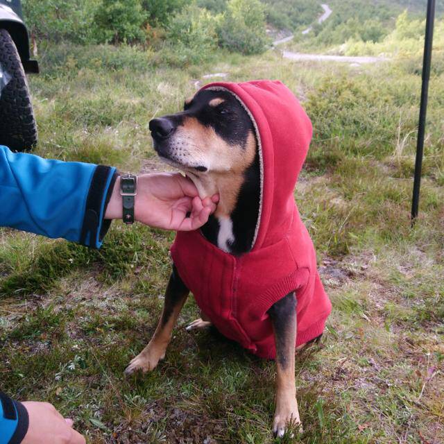 Dachsdefender
