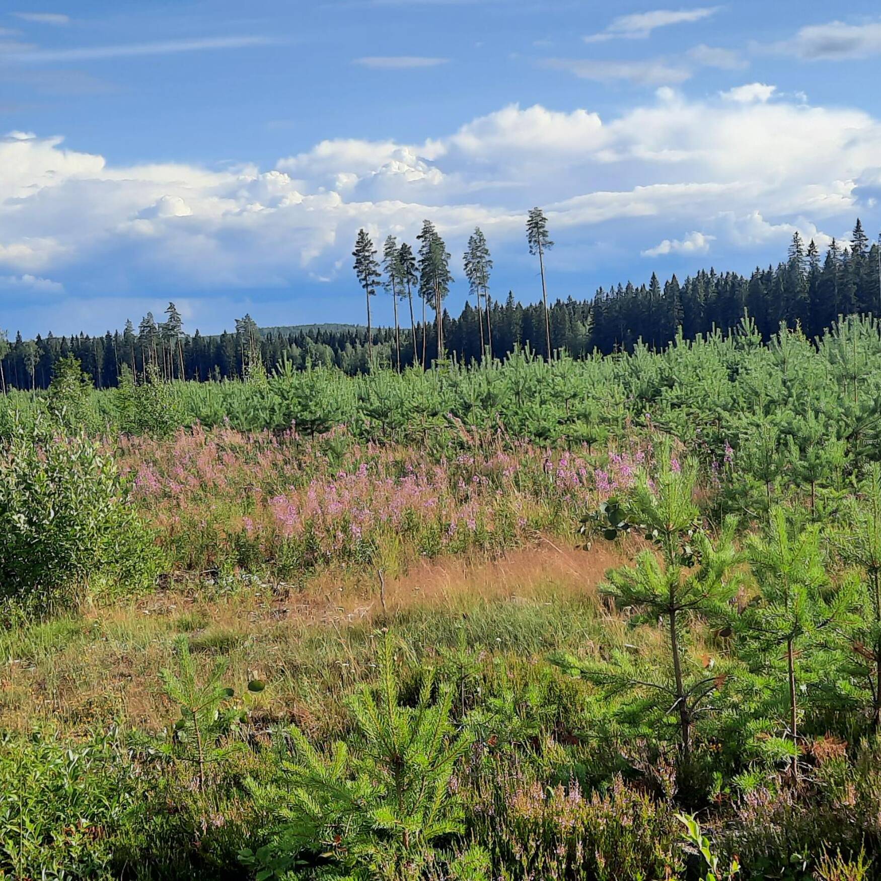 Suomi on kaunis maa
