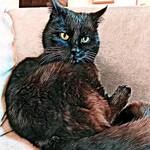 AchimtheCat
