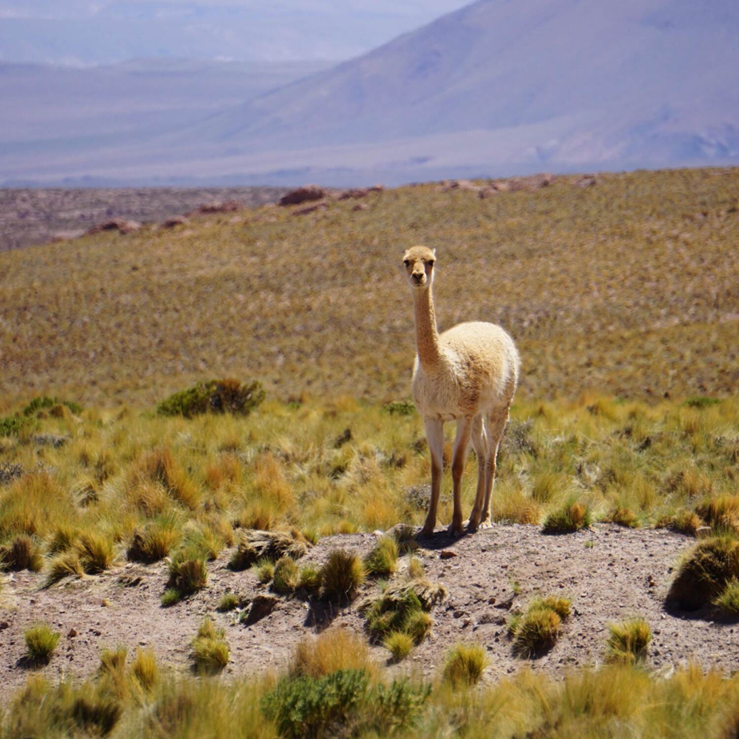 Chile, Bolivien und Peru 2025
