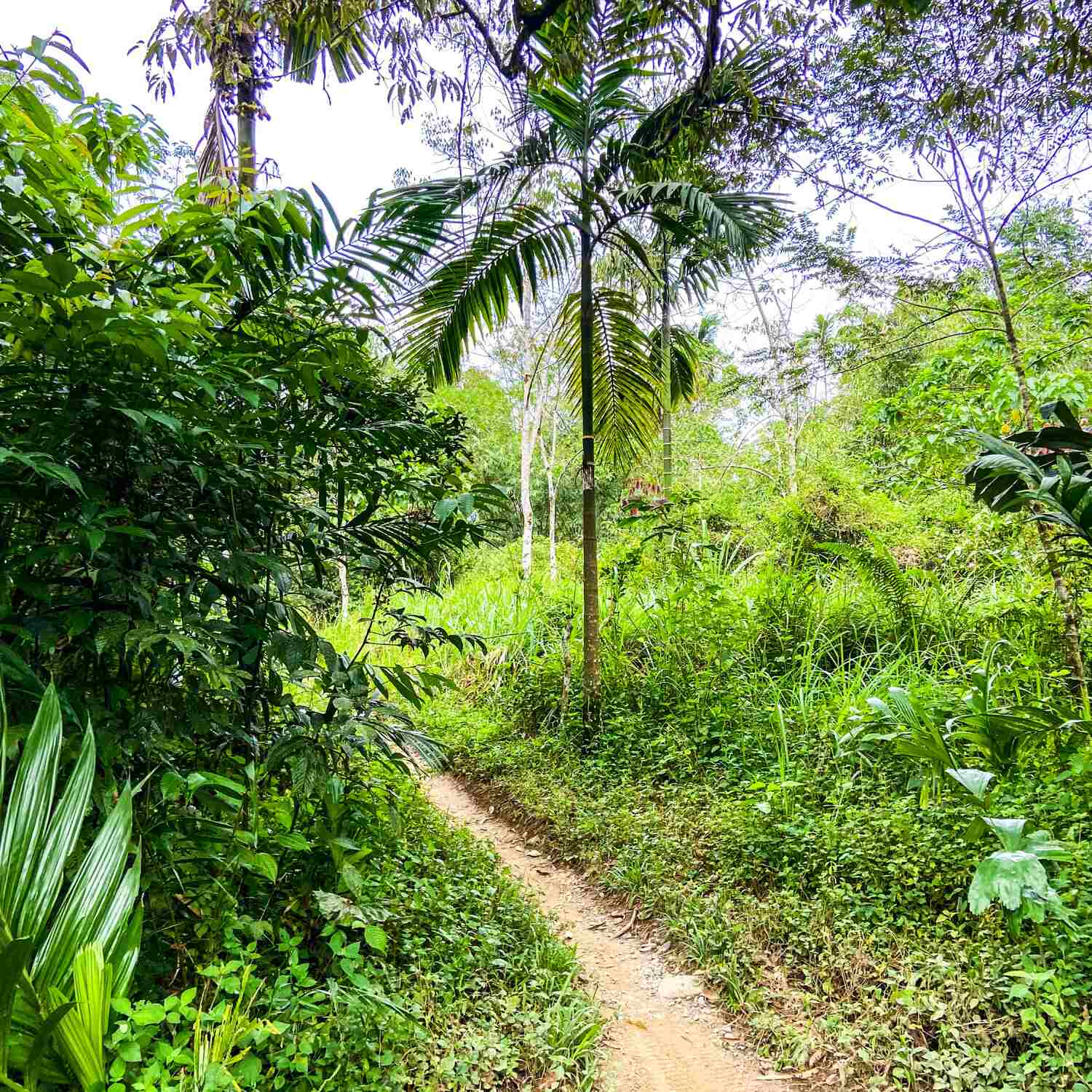 Sumatra