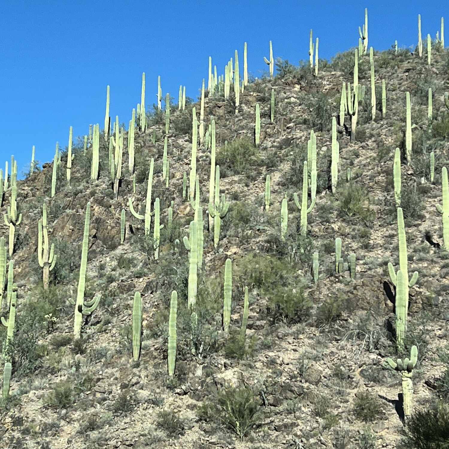 Arizona, January 2026