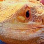 Mike the Lizard