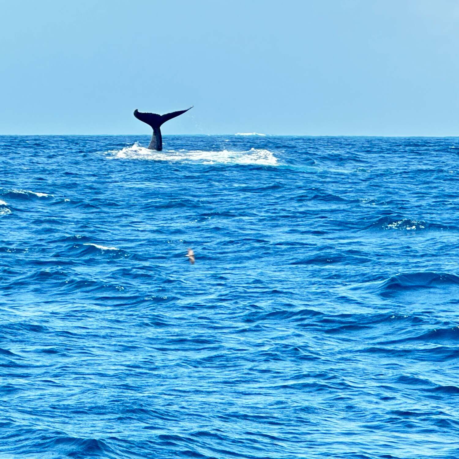 Wir tun es wieder…